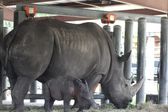 Sekrety zoo: Tampa