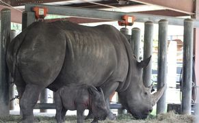 National Geographic Wild HD Sekrety zoo: Tampa