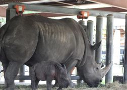 National Geographic Wild HD Sekrety zoo: Tampa
