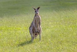 Mężczyzna zabity przez kangura. Prawdopodobnie trzymał go w domu