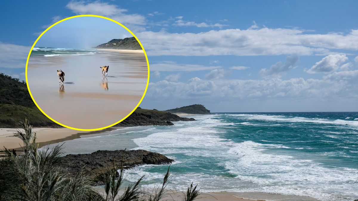 Dzikie psy znalazły się niebezpiecznie blisko rodziny z dziećmi