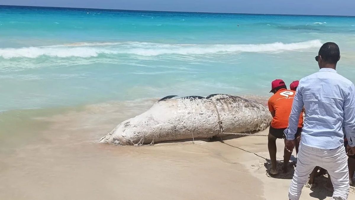 Zdjęcia martwego wieloryba trafiły do sieci 