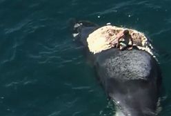 Turysta chciał posurfować na ciele martwego wieloryba
