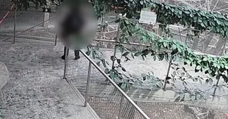 "Masakra". Nagranie z ZOO w Łodzi. Orangutany cierpiały przez człowieka