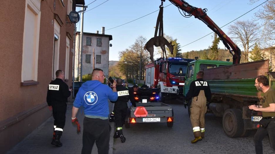 Mieroszów. Spektakularna akcja ratunkowa. Łania uciekała przed wilkami i utknęła w potoku Ścinawka. Strażacy wspomagani przez weterynarza ocalili przerażone zwierzę
