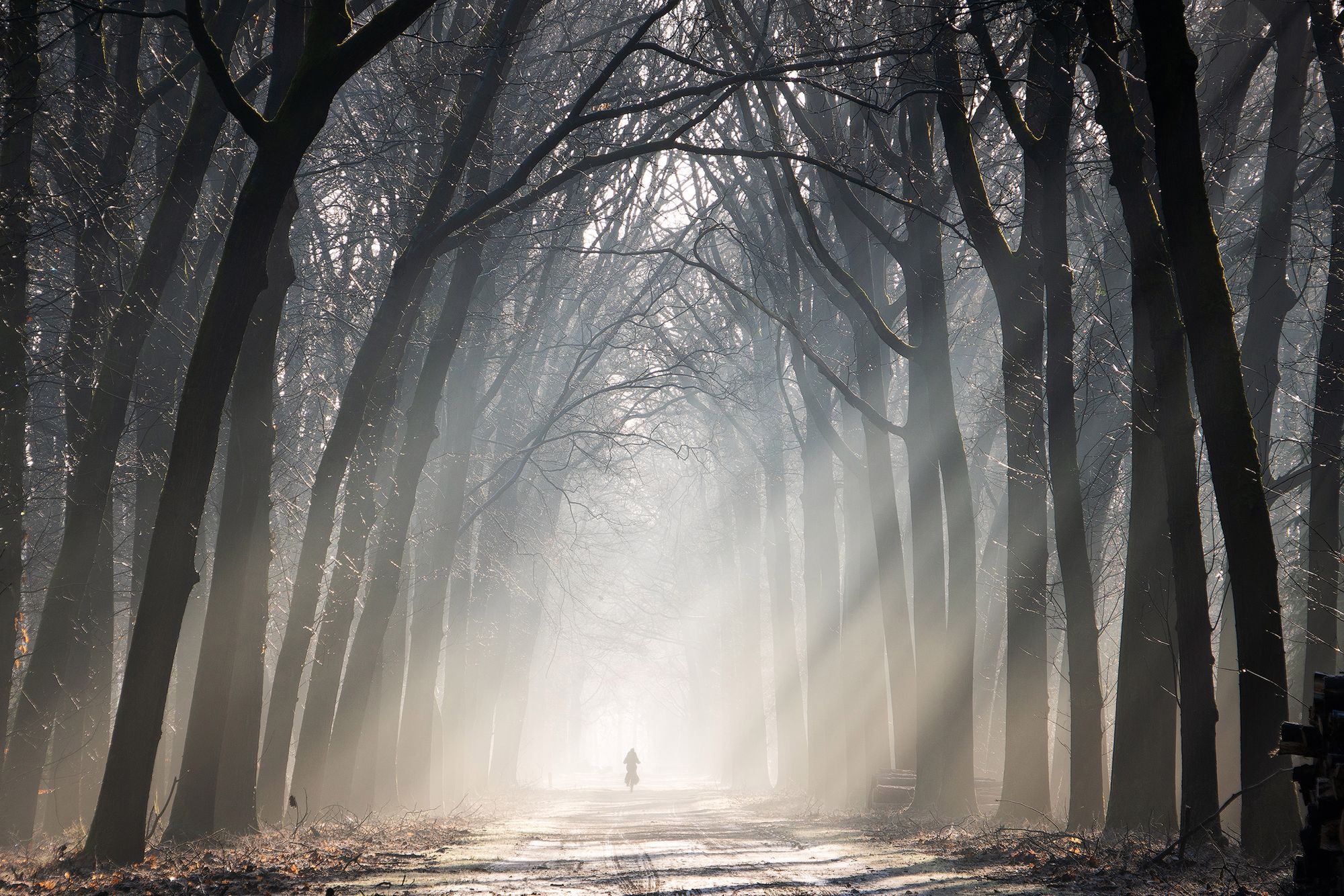 Leśne scenerie z magiczną atmosferą na zdjęciach Martina Podta 14
