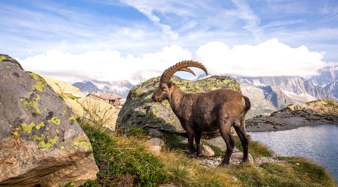 Ibex - alpejski akrobata