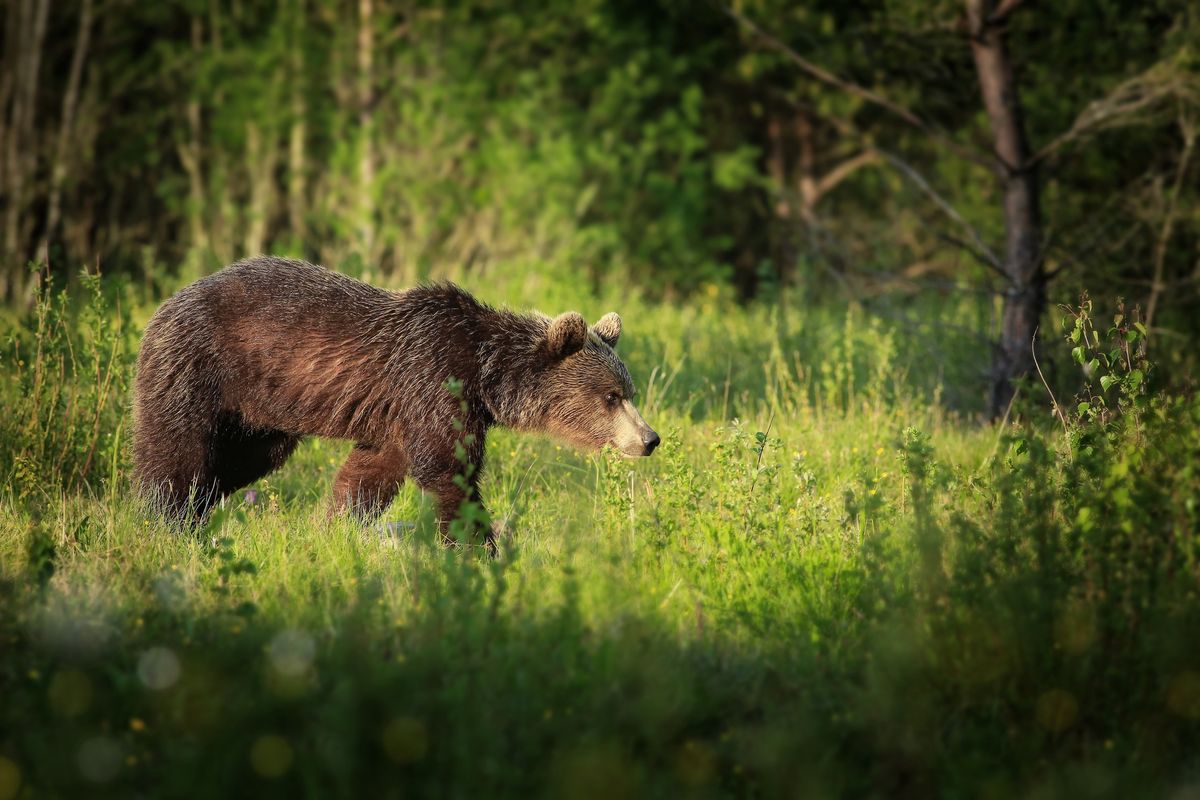 Niedźwiedzi w Niżnych Tatrach jest coraz więcej