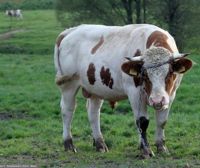 Tragiczny wypadek w Wielkopolsce. Stratowało go stado byków
