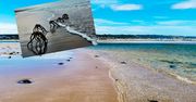 Tajemnicze stworzenia na plaży. Internauci byli w szoku, kiedy dowiedzieli się, co to