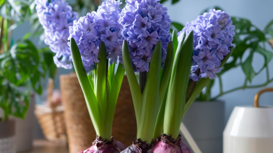 Co zrobić z przekwitniętym hiacyntem?