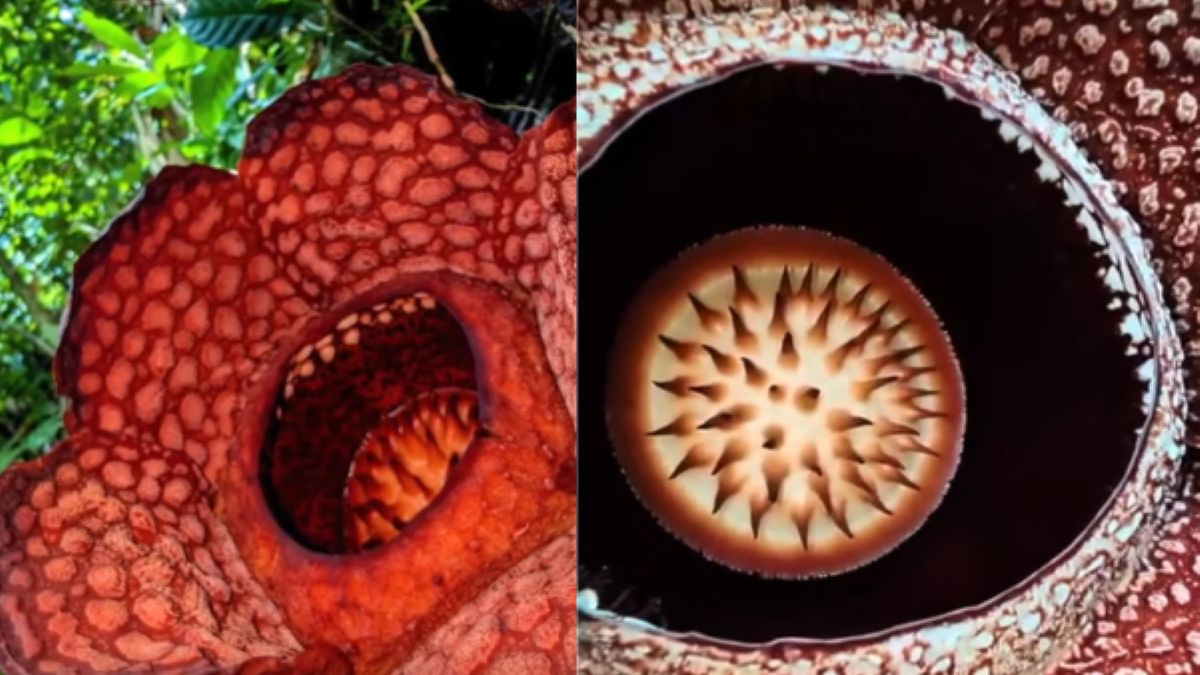 Naukowcy mieli okazję zobaczyć niezwykły kwiat