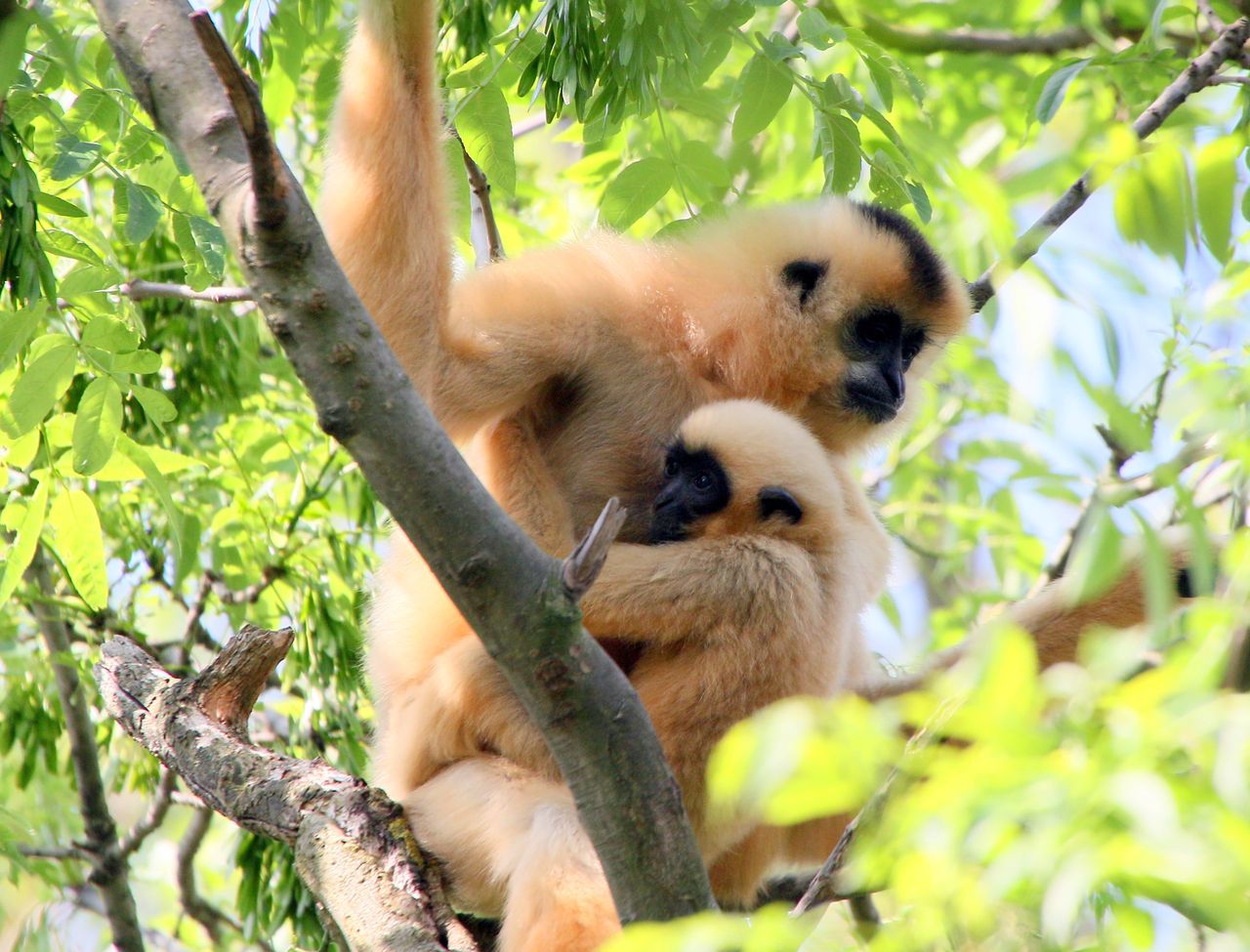 W japońskim zoo samica gibona urodziła, choć nie miała do towarzystwa samca. Zdjęcie ilustracyjne