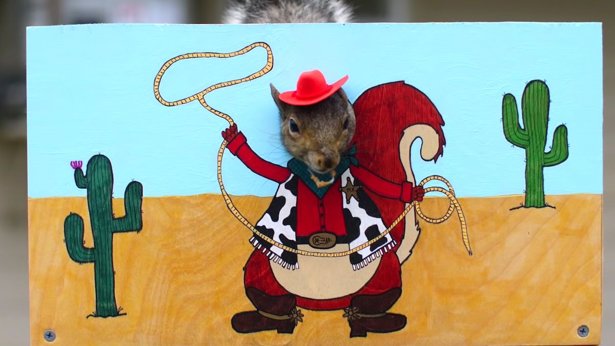 Były inżynier NASA zbudował budki fotograficzne dla wiewiórek. Wyszło świetnie! 1