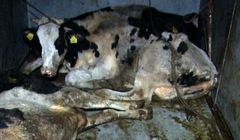 Polskie Zrzeszenia Producentów Bydła Mięsnego wybiera agencję reklamową