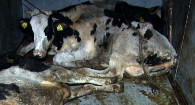 Polskie Zrzeszenia Producentów Bydła Mięsnego wybiera agencję reklamową