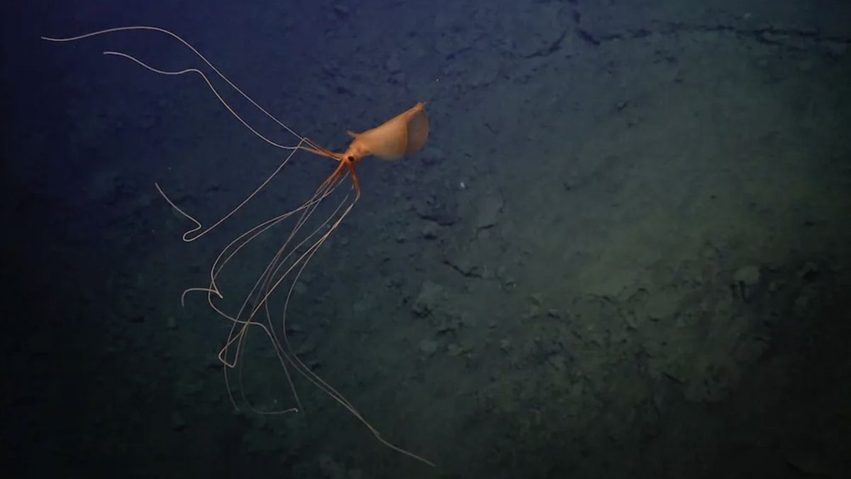 Zauważono niezwykle rzadką kałamarnicę