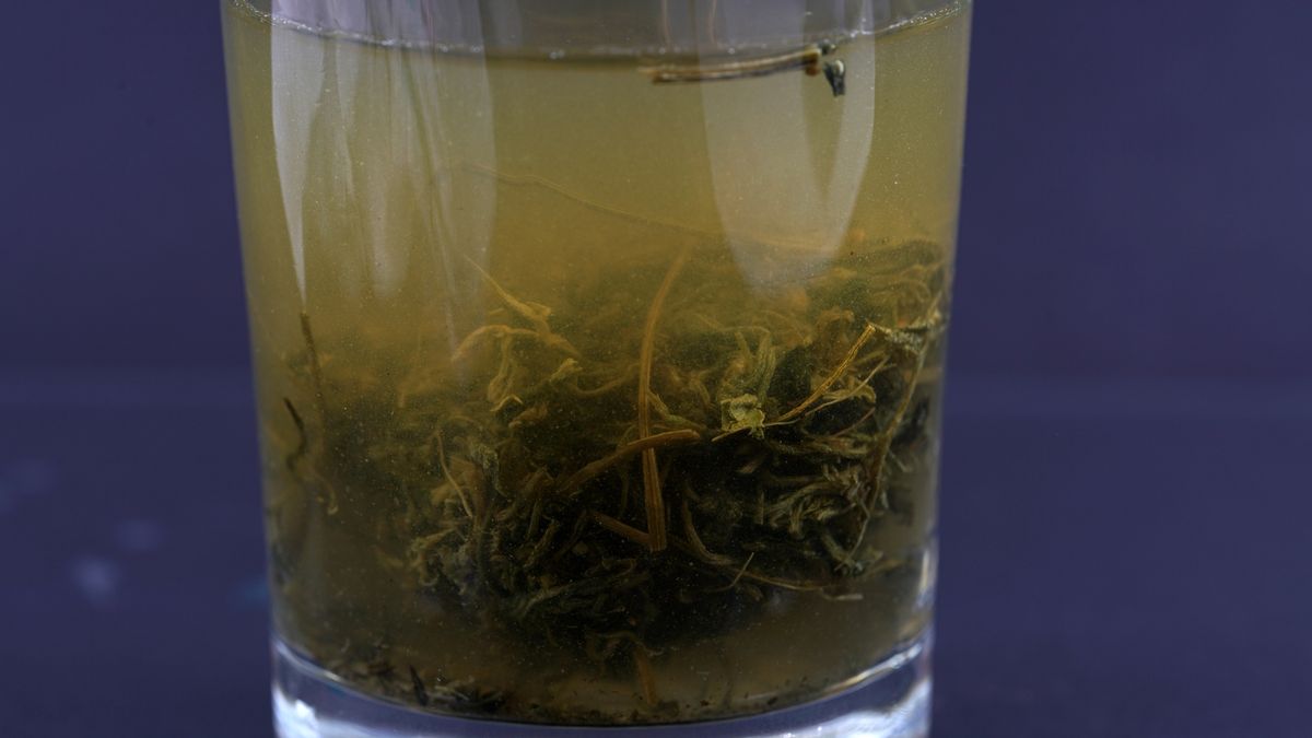 Czystek to jedno z najzdrowszych ziół