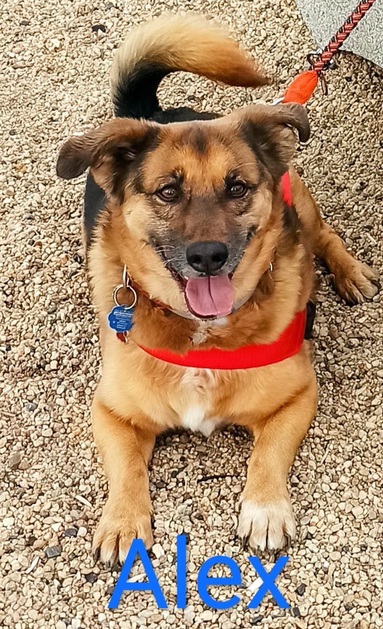 Dzień Kundelka na Pudelku! Nasi czytelnicy dzielą się z nami zdjęciami swoich pupili 