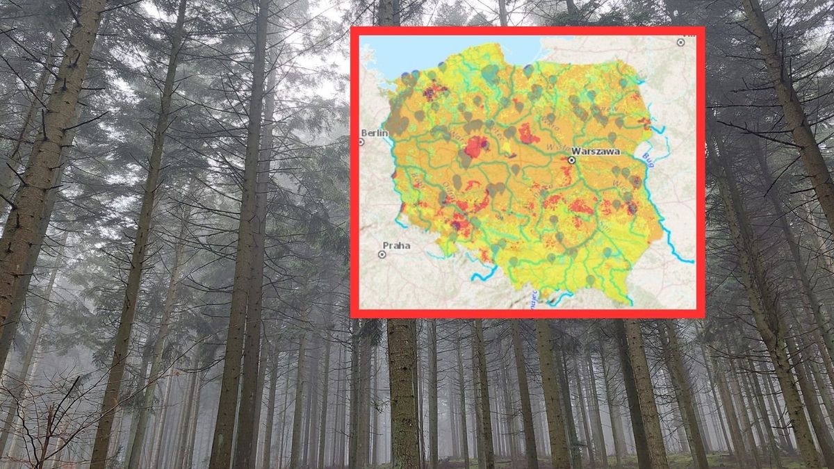 Susza w lasach. Sutki mogą być dramatyczne