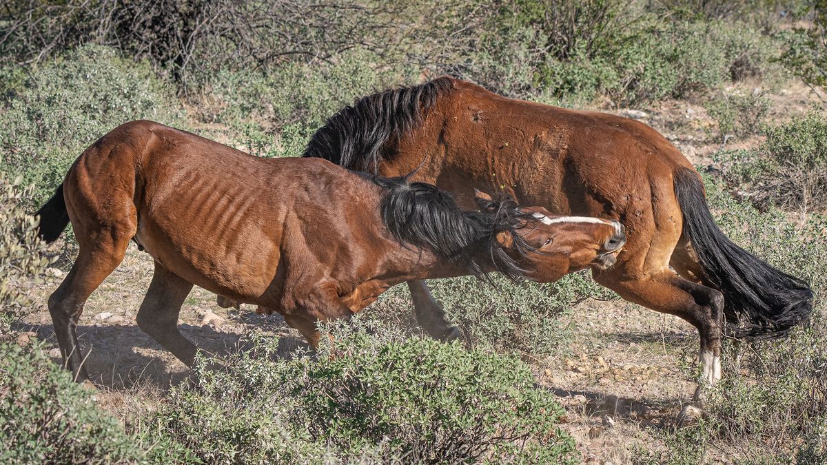"Mustang z Dzikiej Doliny" na żywo. Konie walczyły niezwykle zażarcie 1