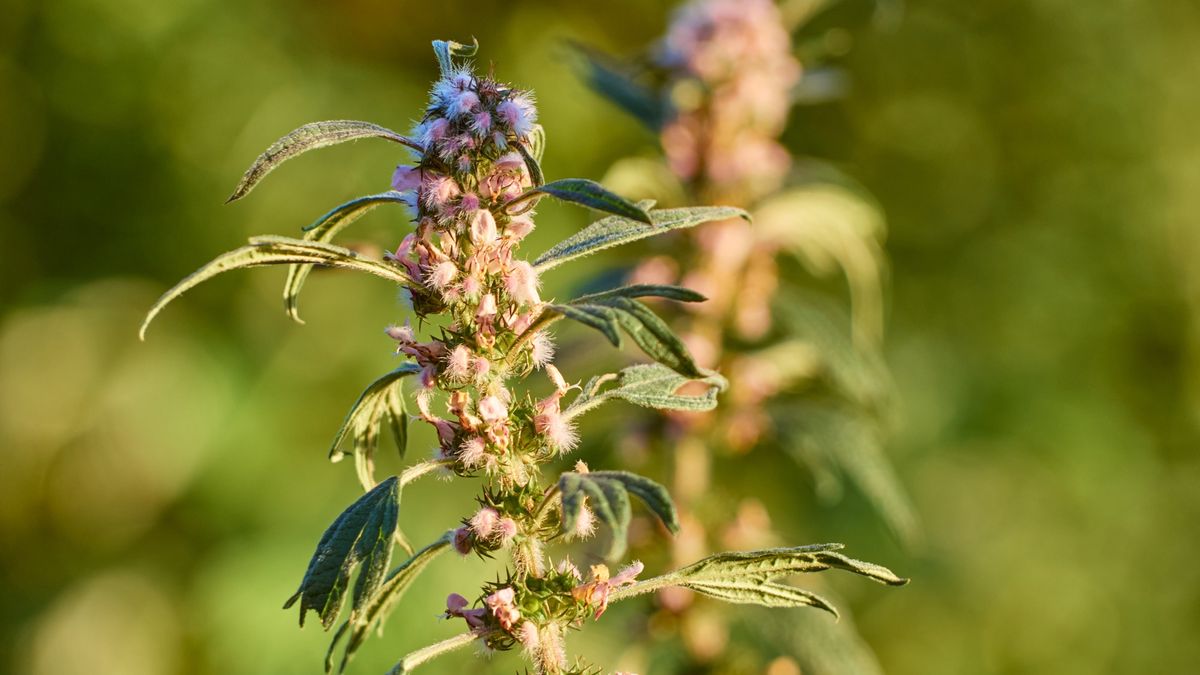 Ta roślina ma niesamowite właściwości, warto po nią sięgać