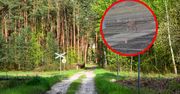 Nadleśnictwo pokazało nagranie. "Takie spotkania należą do rzadkich"