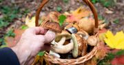 Gotowane, marynowane, suszone. Grzyby w każdej postaci
