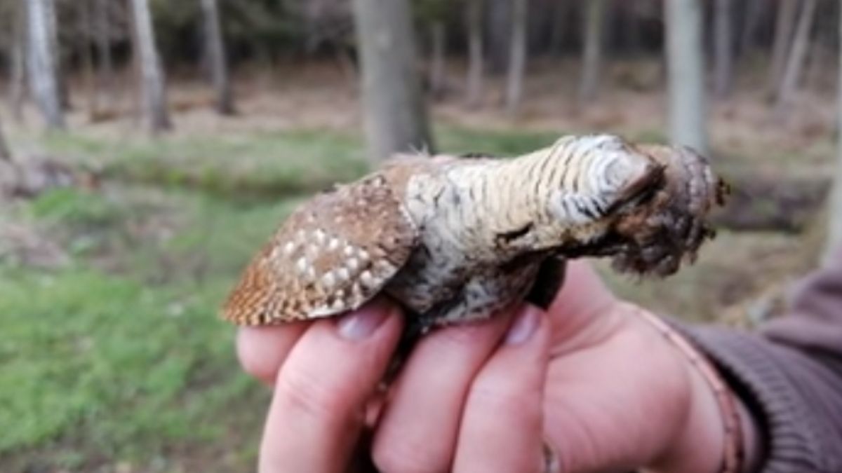 Niezwykły mieszkaniec polskich lasów