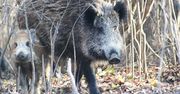 Lublin: Toyota zderzyła się ze stadem dzików. Są utrudnienia w ruchu