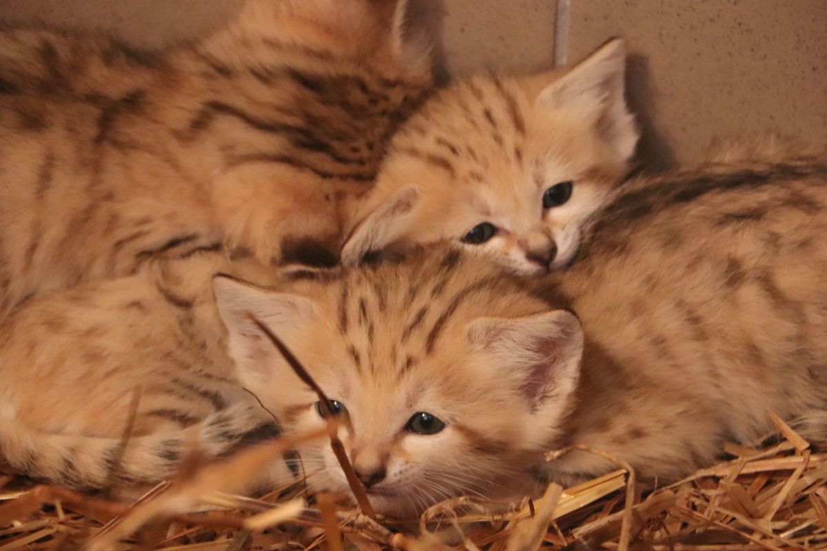 W gdańskim zoo urodziły się cztery koty pustynne