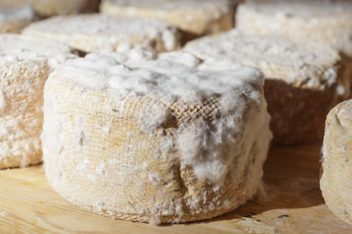 Ziegenkäse: gesunde Proteinquelle und gut für die Verdauung