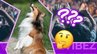 Psy mogą wykryć koronawirusa? Muzycy Metalliki wierzą ich nosom i stosują tę metodę na swoich koncertach