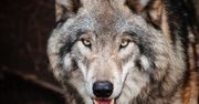 Koszalin: Wilki na przedmieściach budzą strach. Czy są powody do obaw