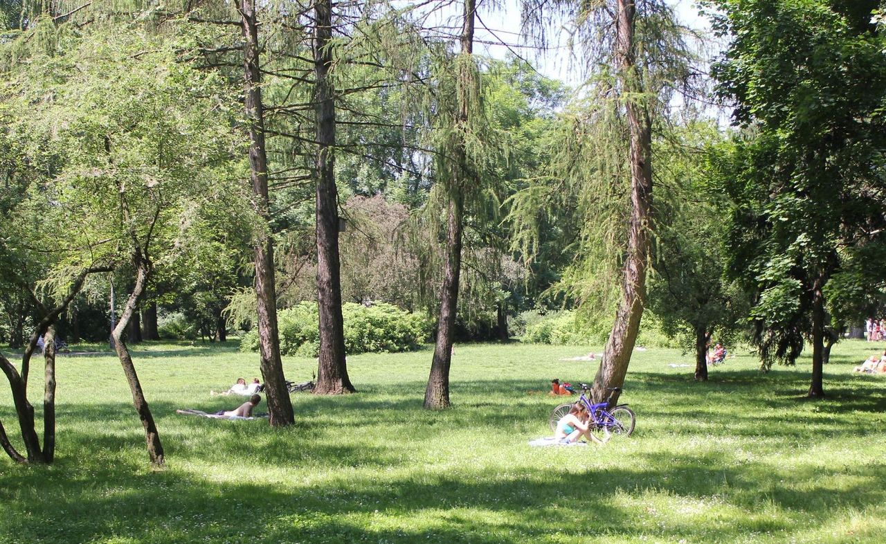 Rzeź drzew na Pradze-Południe. W ciągu 6 lat wycięto ich blisko 7 tysięcy