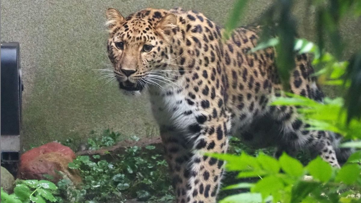 Nowa mieszkanka warszawskiego ZOO. Auckley przyjechała z daleka