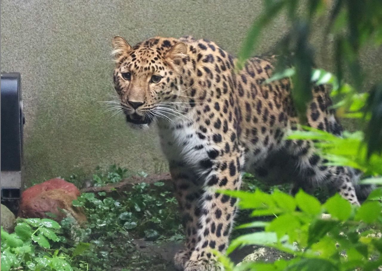 Nowa mieszkanka warszawskiego zoo. Auckley przyjechała z daleka