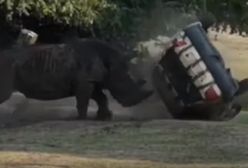 Wciekły nosorożec w niemieckim parku safari. Rzucił się na samochód strażnika