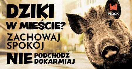 Dziki w Płocku. Urząd Miasta apeluje o ostrożność i podaje zalecenia dla mieszkańców