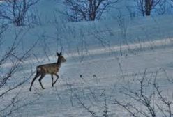 Warszawa. Akcja strażaków na Wiśle koło mostu Północnego. Psy pognały za sarną