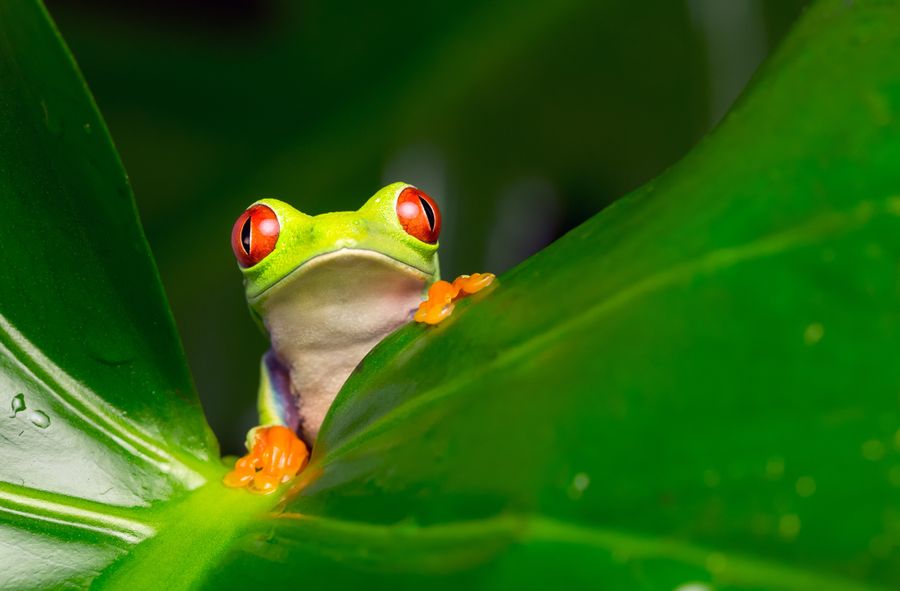 Zielona żabka jest symbolem Rainforest Alliance