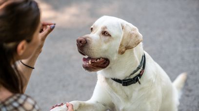 Psia influencerka zatrzymana. Koniec kaźni zwierząt