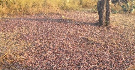 Wyniszczająca plaga. Tylu owadów nie widzieli od 25 lat