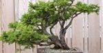 Bonsai - Małe drzewka dla bogaczy?