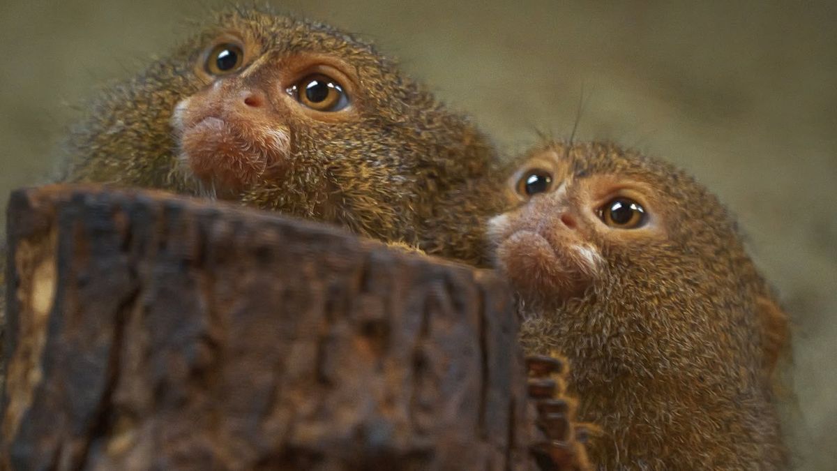 Nowi lokatorzy w płockim ZOO
