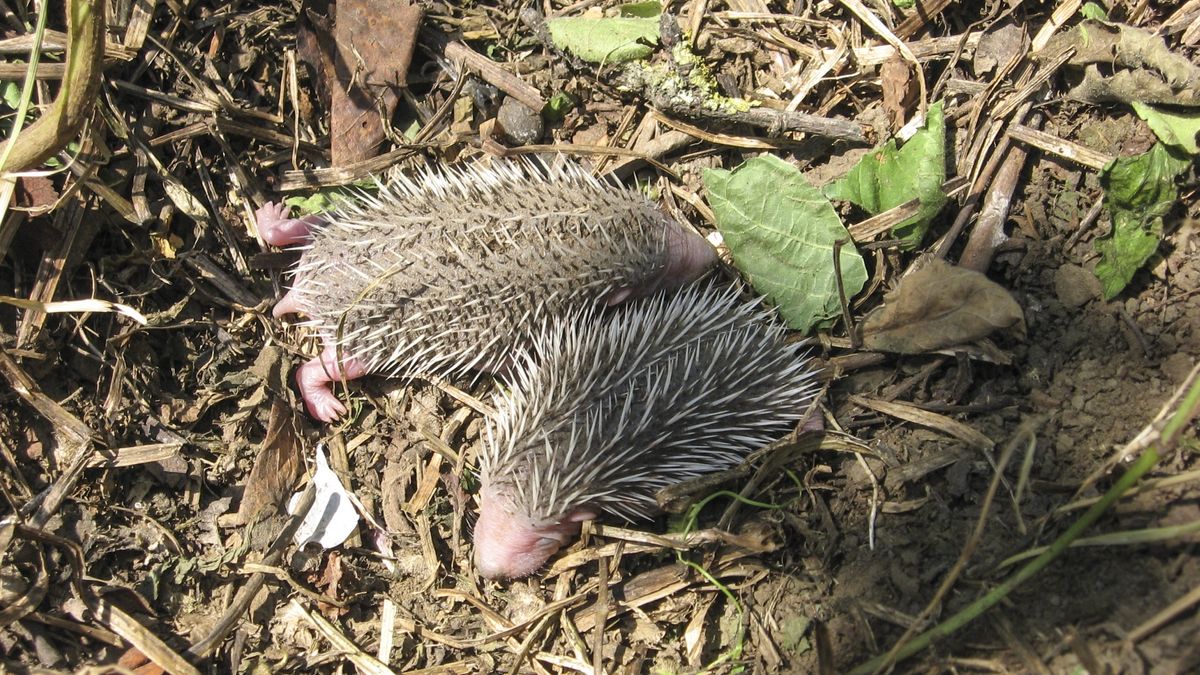 Small, newly born hedgehog. Reproduction of hedgehogs.Small, newly born hedgehog. Reproduction of hedgehogsLeonid Eremeychukraisingtwins