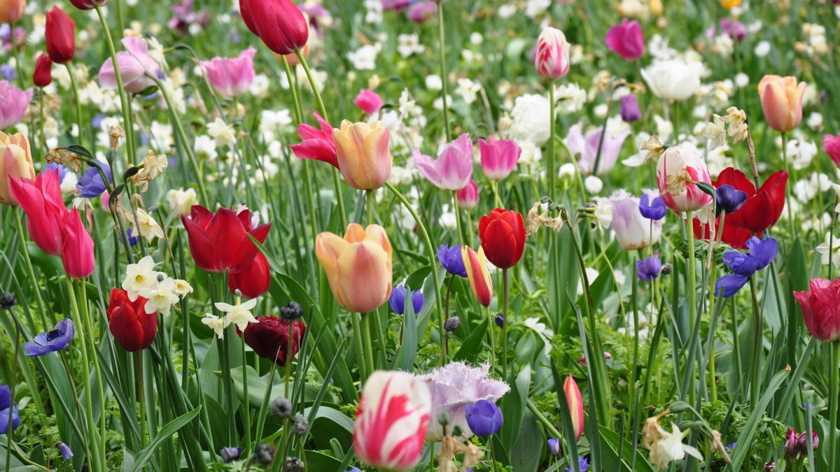 Na jakie wiosenne kwiaty uważać? 