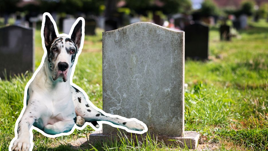 Cmentarz dla zwierząt. Miłość nie kończy się wraz z życiem