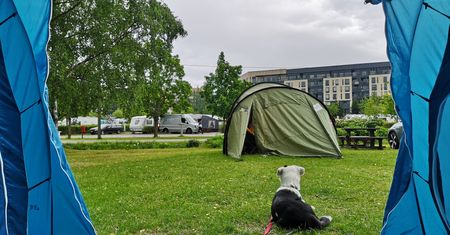 Już nie są intruzami, ale gośćmi. Nawet eleganckie hotele je przyjmują