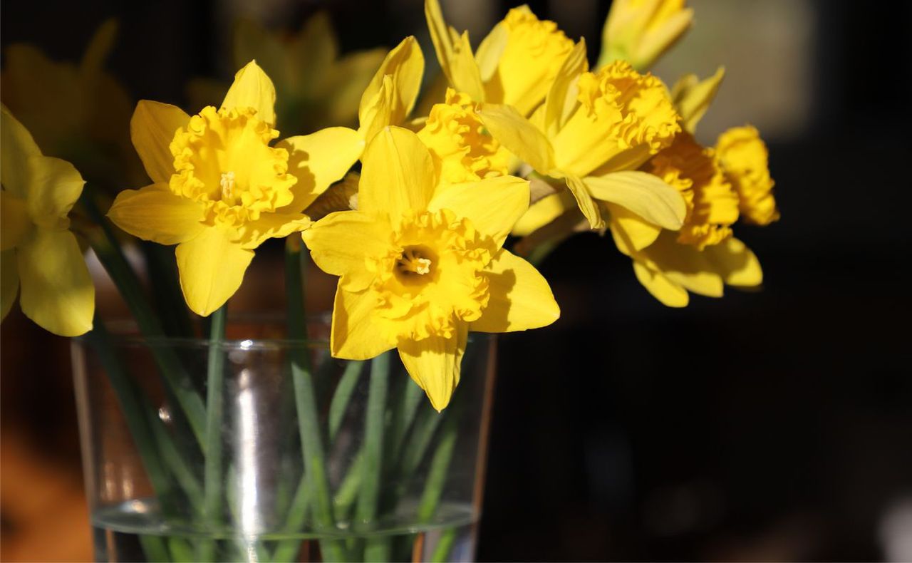 Tak przedłużysz trwałość ciętych kwiatów